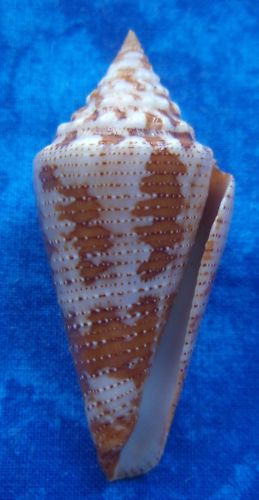 Conus deperditus - Conus (Stephanoconus) cedonulli   Linnaeus, 1767 - Page 2 Kgrhqr14
