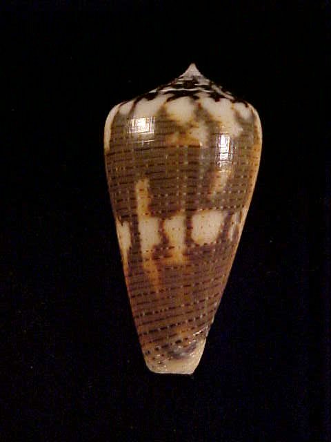 Conus (Pionoconus) circae (Sowerby ll, 1858) voir Conus (Pionoconus) magus Magus110