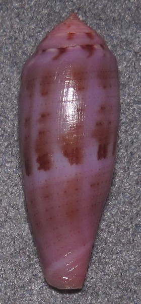 Conus (Splinoconus) viola  Cernohorsky, 1977 Ts668710
