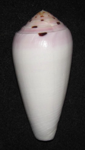 Conus (Pionoconus) circumcisus  Born, 1778 Ts763310