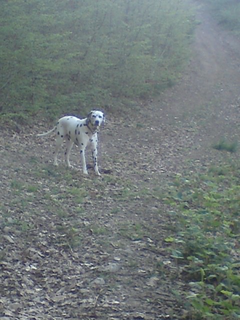 Vito Dalmatien sourd de bientôt 6 ans - Page 9 10041110