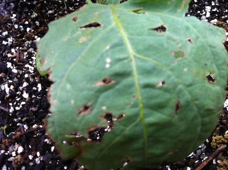 what are the white swirly lines on eggplant leaves Casper11