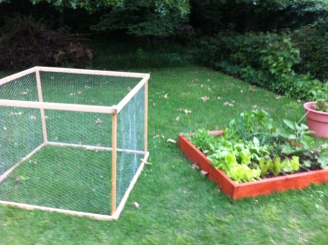 Squirrels, Wire cages, and Trellis on one end--what to do?! Garden11