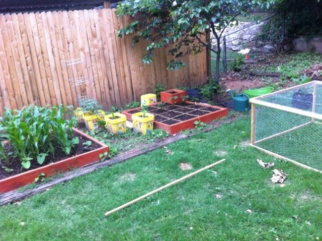 squirrels - Squirrels, Wire cages, and Trellis on one end--what to do?! Garden12