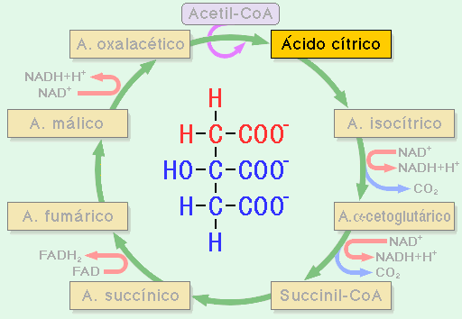 Metabolismo del Betta Ciclo_10