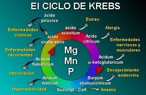 Metabolismo del Betta Krebs10