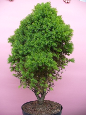 Picea Conica 6m10
