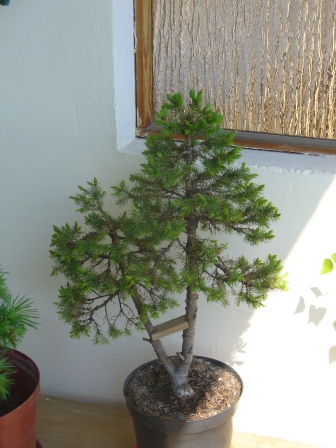 Picea Conica P1010712