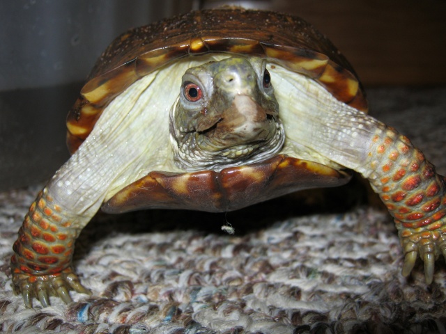 Ornate Box Turtle 11310