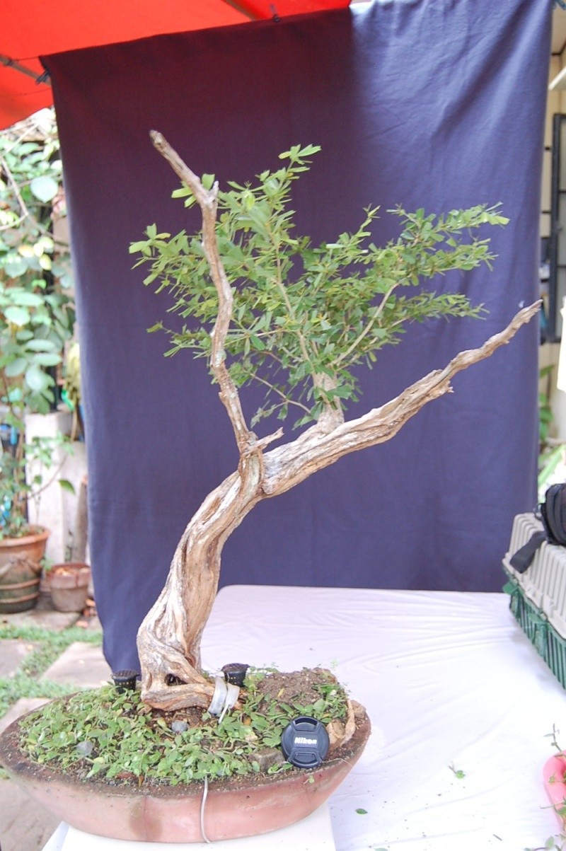 my other bluebell bonsai materials... Dsc_0119