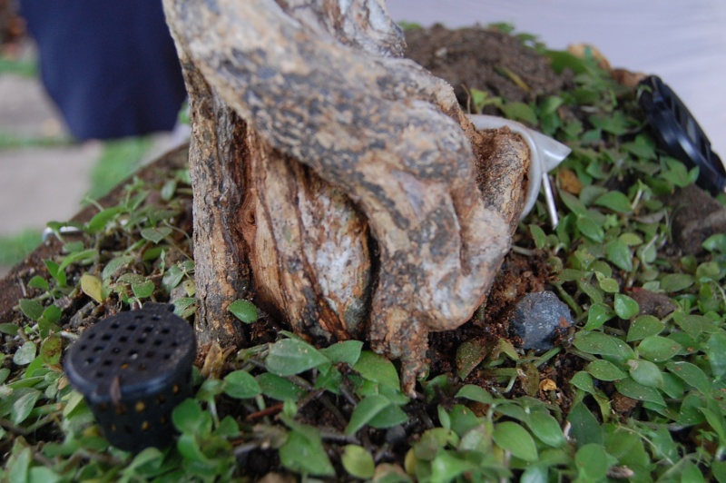 my other bluebell bonsai materials... Dsc_0122