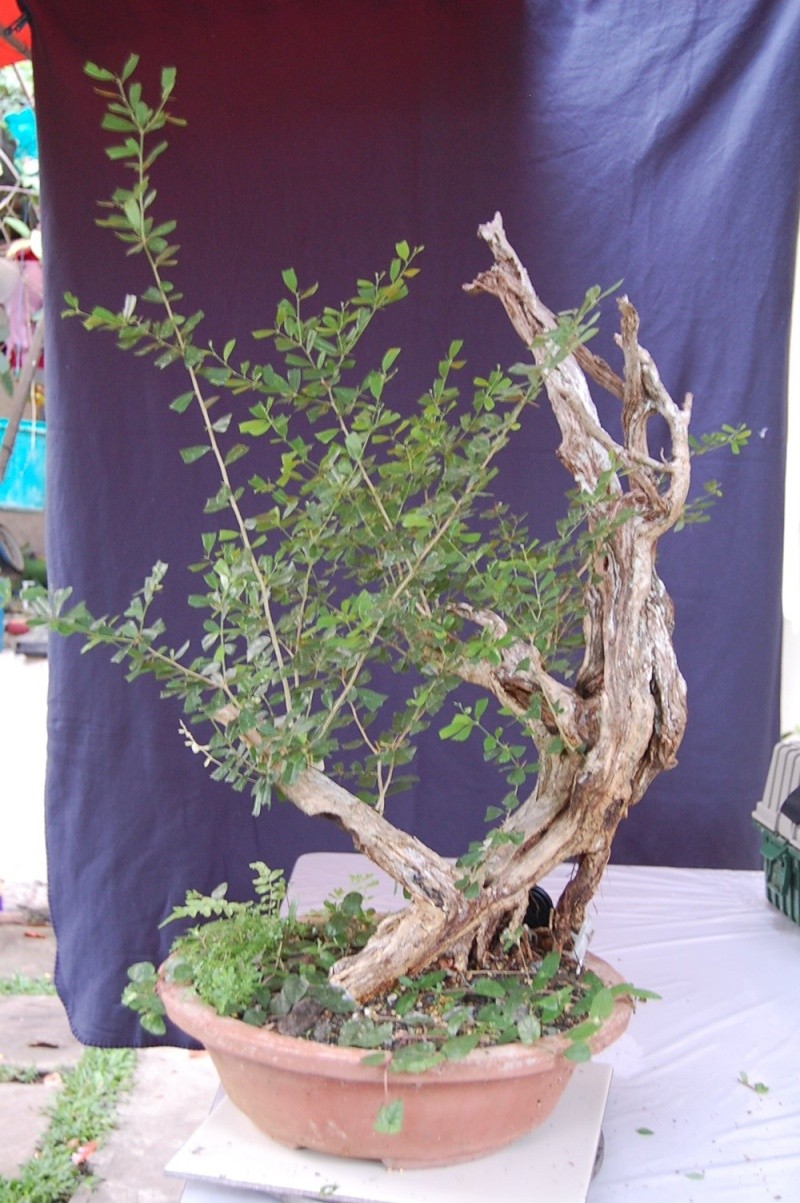 my other bluebell bonsai materials... Dsc_0124