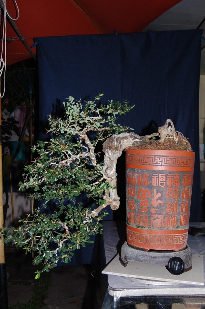 my other bluebell bonsai materials... Dsc_0127