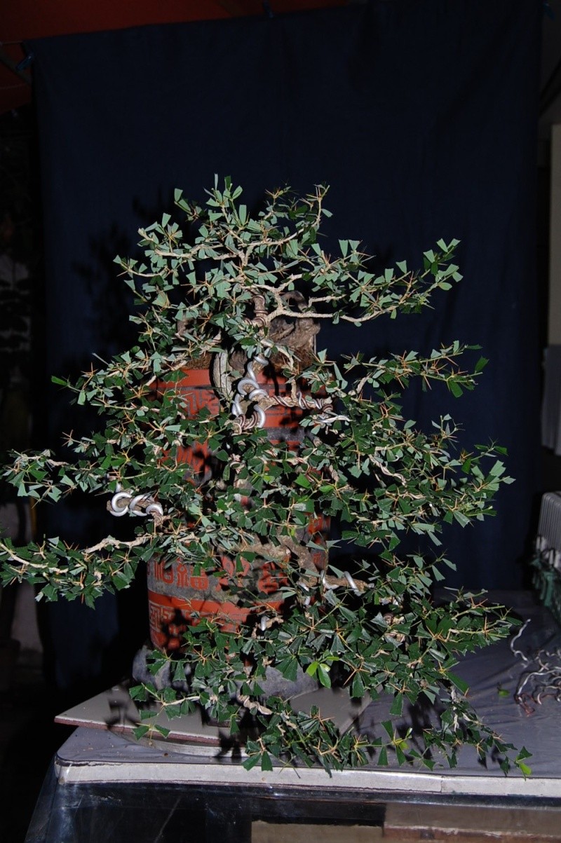 my other bluebell bonsai materials... Dsc_0128