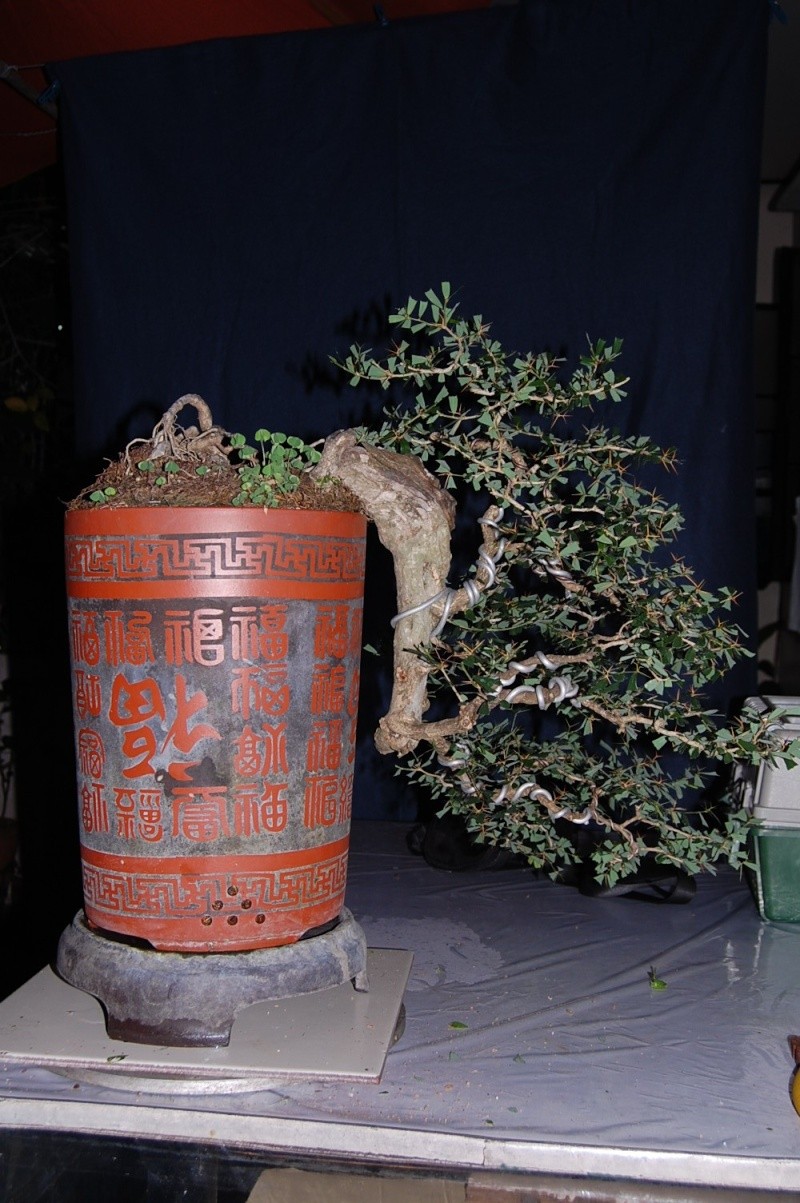 my other bluebell bonsai materials... Dsc_0129