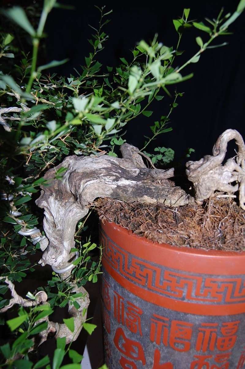 my other bluebell bonsai materials... Dsc_0130