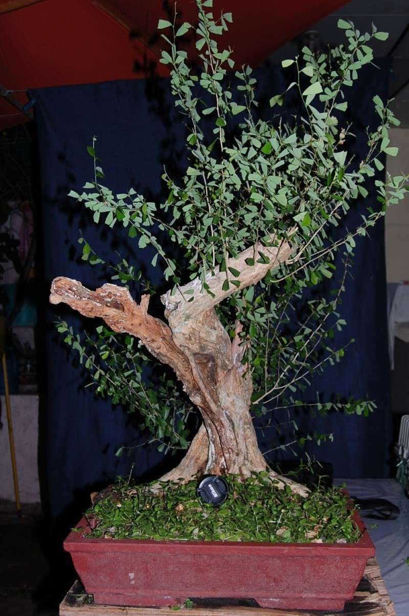 my other bluebell bonsai materials... Dsc_0131