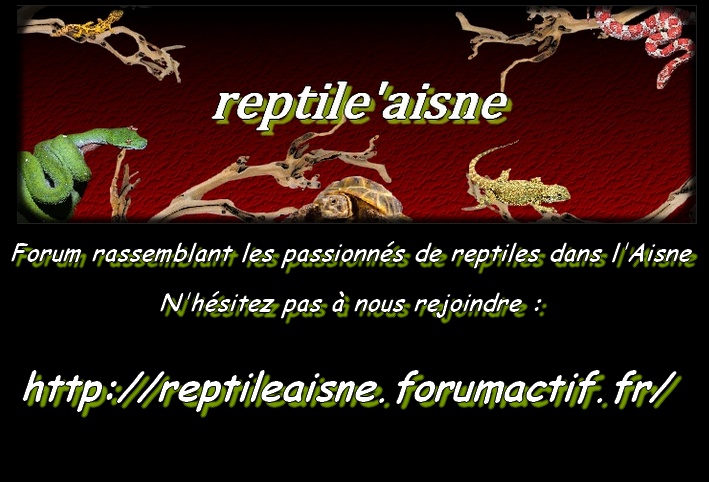 Petit forum sympa  Reptil10