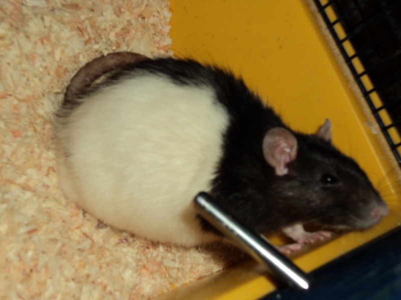 URGENT rat mâle 1 an et demi à replacer Dsc00011
