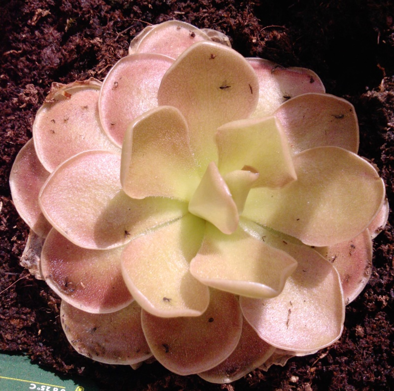 Pinguicula Weser/Sethos? Ping_w11