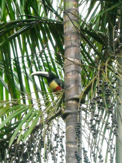 UN RAVAGEUR sévit dans mon jardin 05610