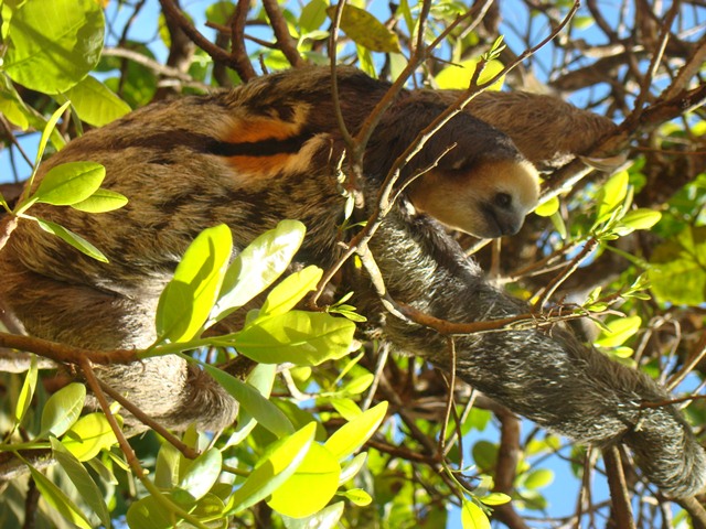 UN RAVAGEUR sévit dans mon jardin Paress10