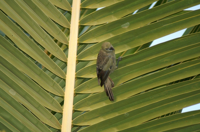 UN RAVAGEUR sévit dans mon jardin Tangar10