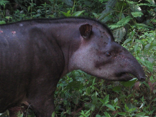 UN RAVAGEUR sévit dans mon jardin Tapir_10