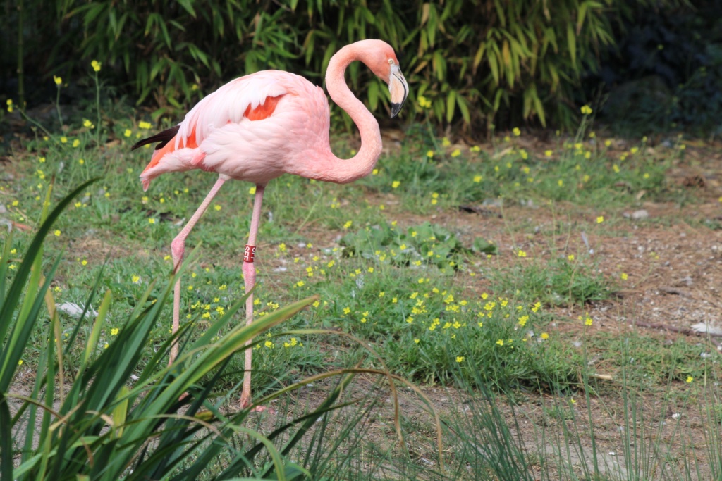 oiseaux - Oiseaux, autres animaux, dans les jardins, parcs, zoos (libres ou pas) - Page 2 Img_1613