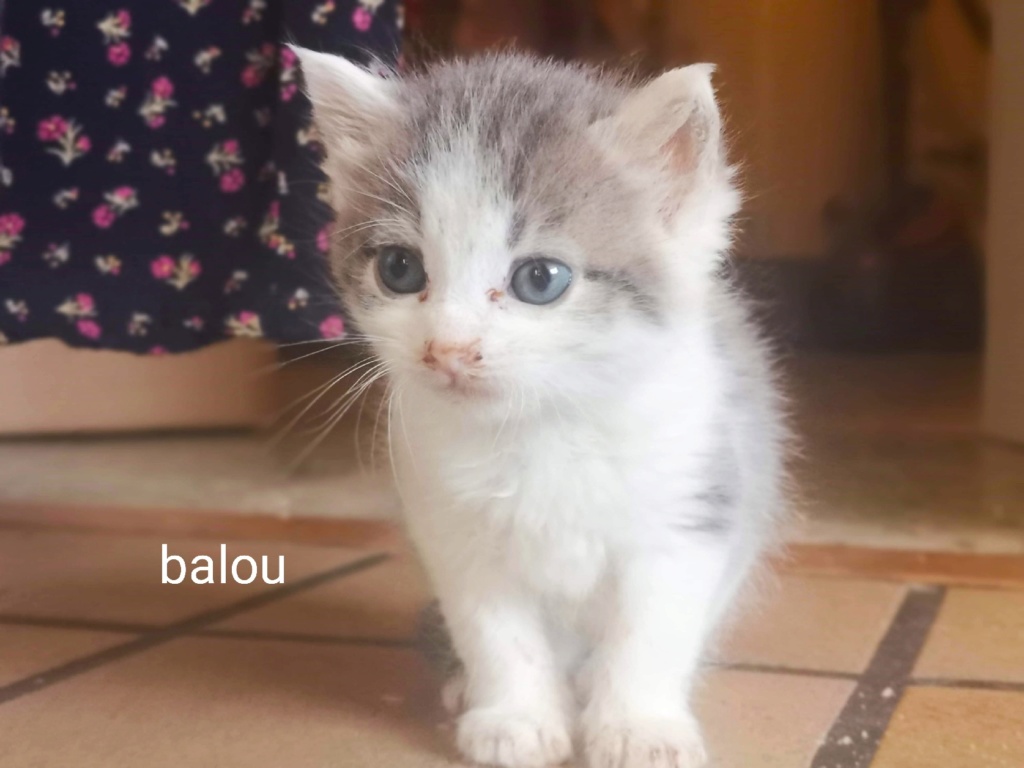 Balou né le 15/08/2019 Chaton12