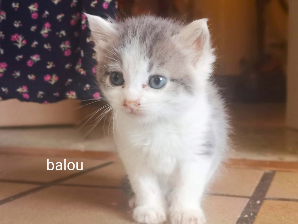 Balou né le 15/08/2019 Chaton27
