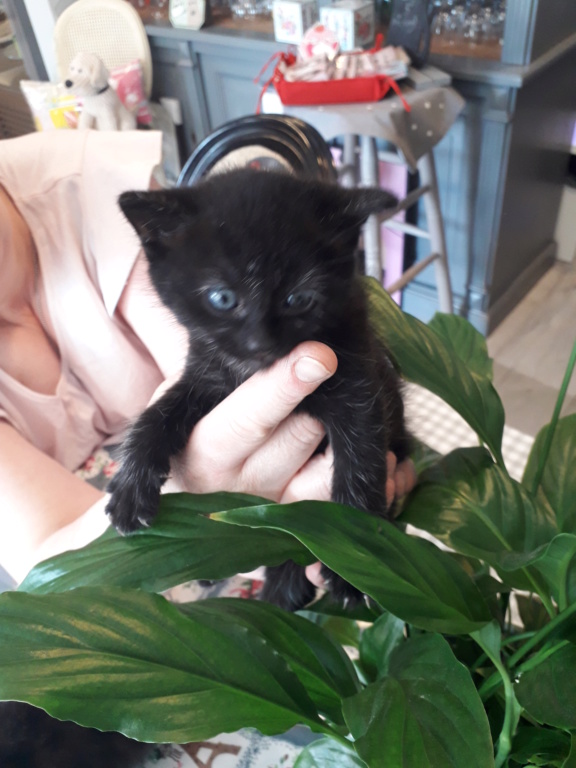 Polux (ex Daisy) née le 07/06/2019 Daisy_10