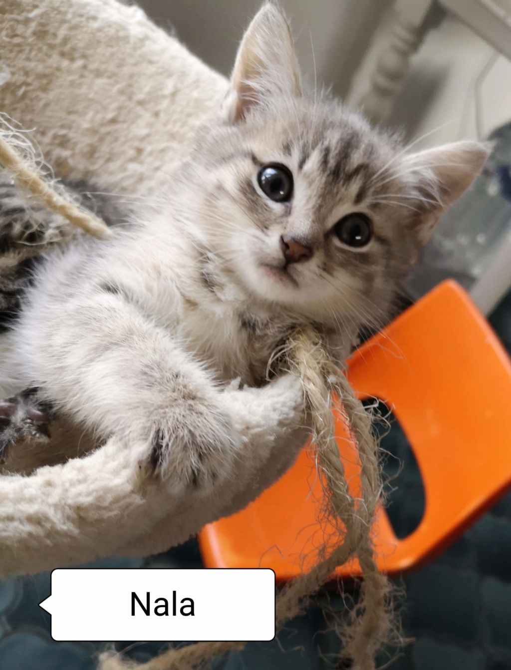 Nala née le 01/09/2019 Receiv11