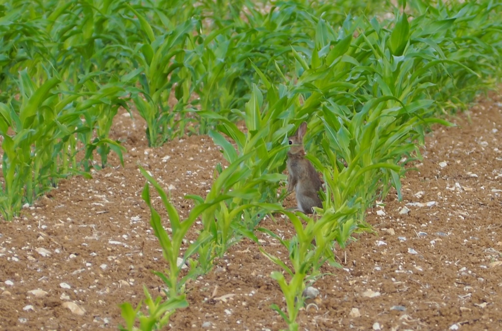 Photographie Animalière - Page 16 Lapin110