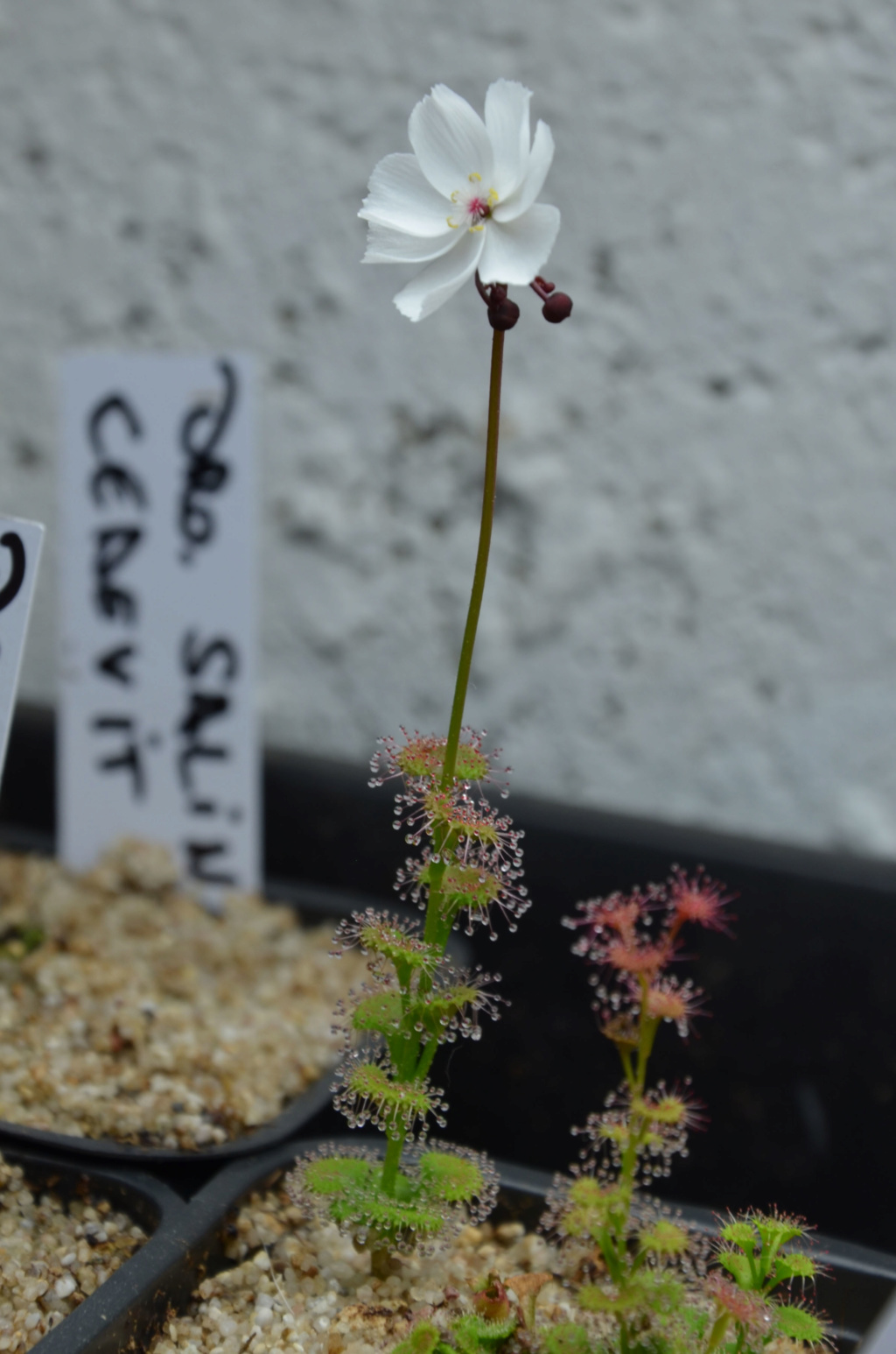 Drosera platypoda Dsc_0211