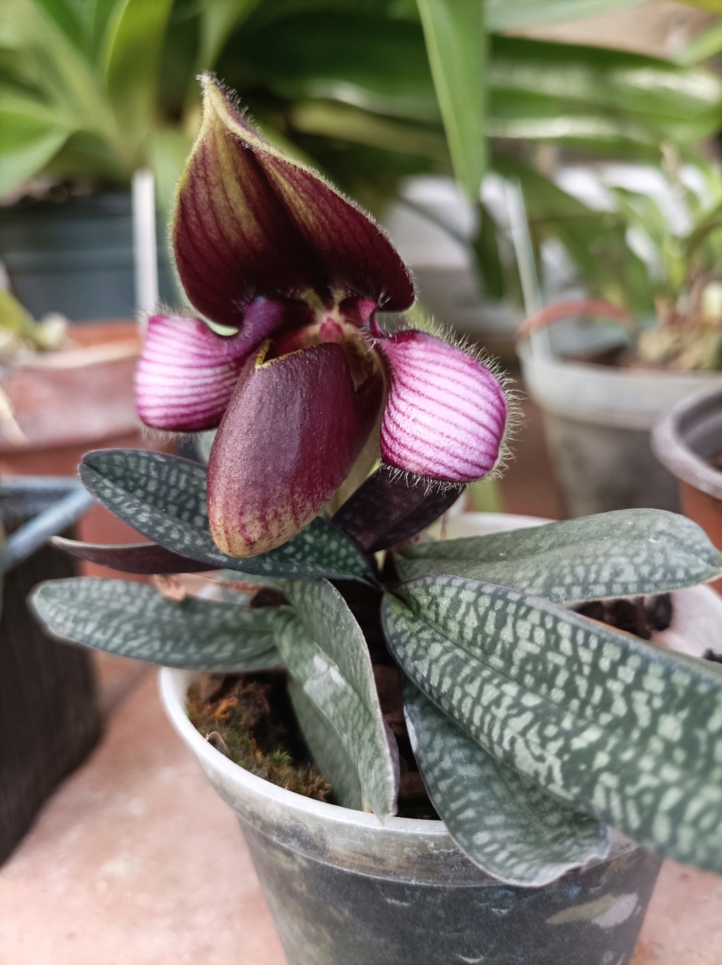 Paphiopedilum rungsuriyanum  Img_2016