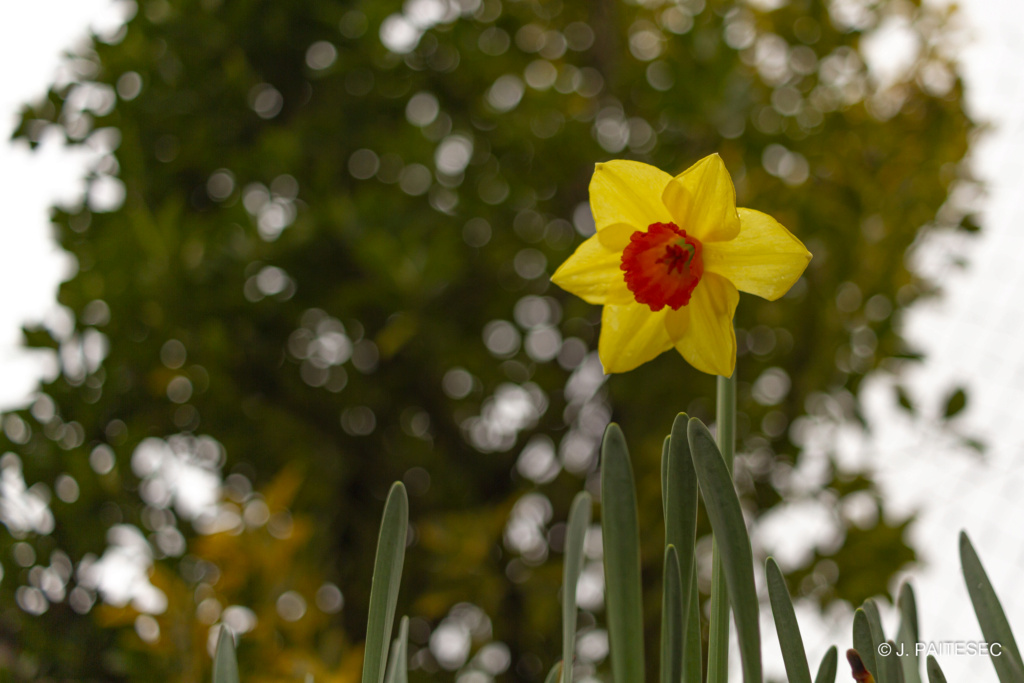 Une Jonquille 13032010