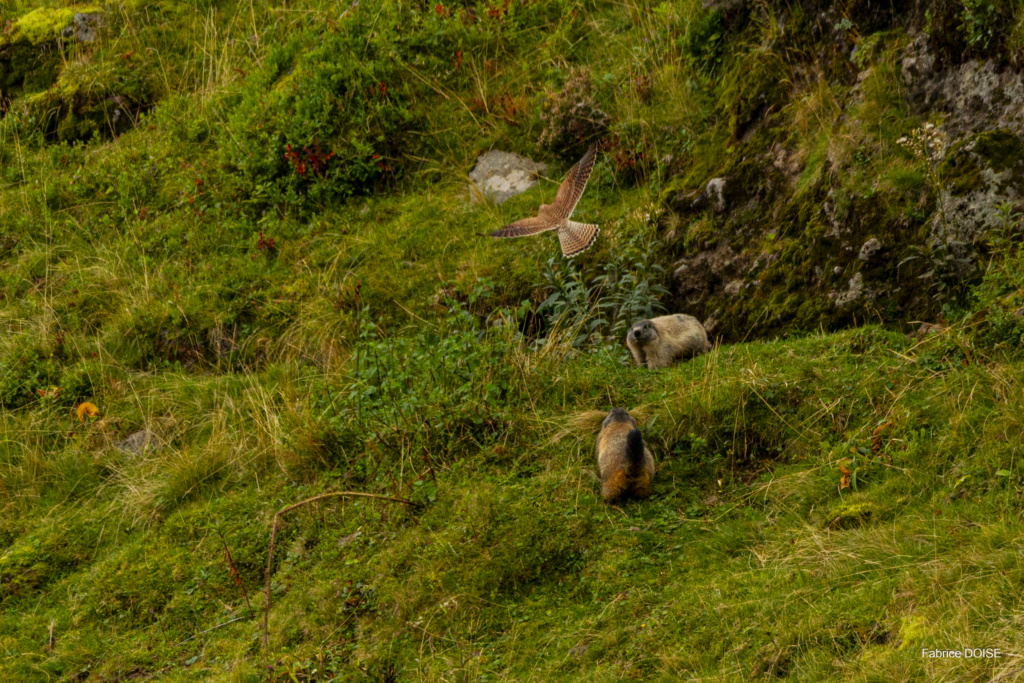 Marmottes vs Faucon crecerelle 30082011