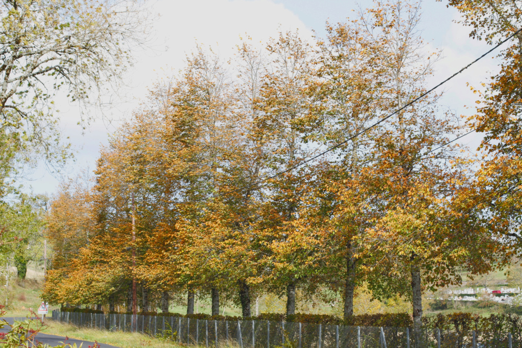 Rangée d'arbres Mg_56610