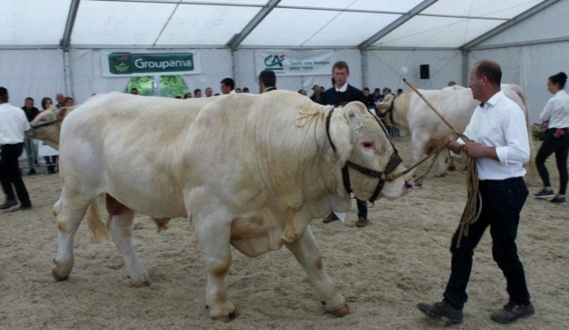 20 000 visiteurs attendus au #Festival de l'#agriculture en #PicardieMaritime à #Abbeville 25216-15