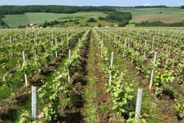 #Aisne. #Insolite : un #PiqueNique gastronomique local sous les #étoiles filantes... 48b8ec10