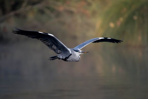 #PHOTOS. #Canards, #cygnes, #foulques... Un ancien #guide du #ParcDuMarquenterre expose ses #clichés d'#oiseaux à #Amiens 62efed10