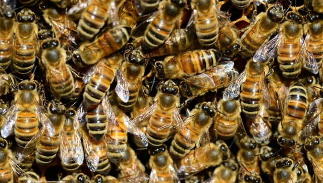 #Covid19 : comment des #abeilles ont été formées à détecter le #virus en quelques secondes Image118