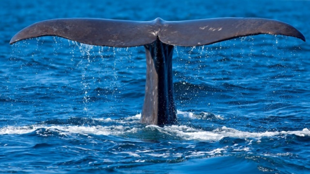 Un #pêcheur pourrait avoir gagné le gros lot en trouvant du "vomi de #baleine" Image61