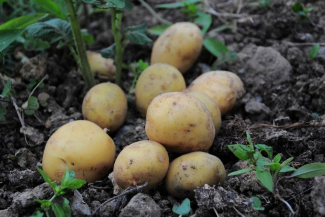 Après l'#endive, la filière des #PommesDeTerre en grande souffrance dans les #HautsDeFrance Potato10
