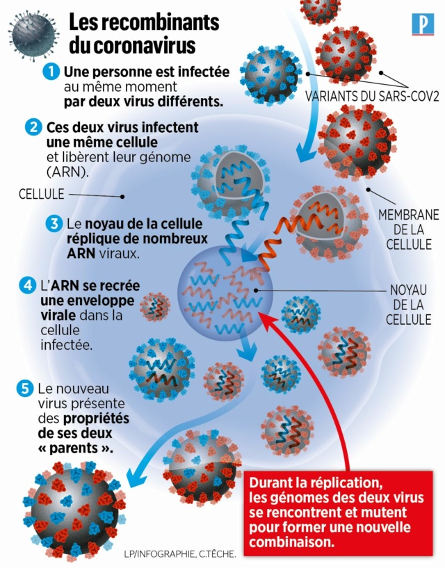 Après les #variants du #coronavirus, les #recombinants : 5 minutes pour comprendre ces nouvelles mutations Us7ykb10