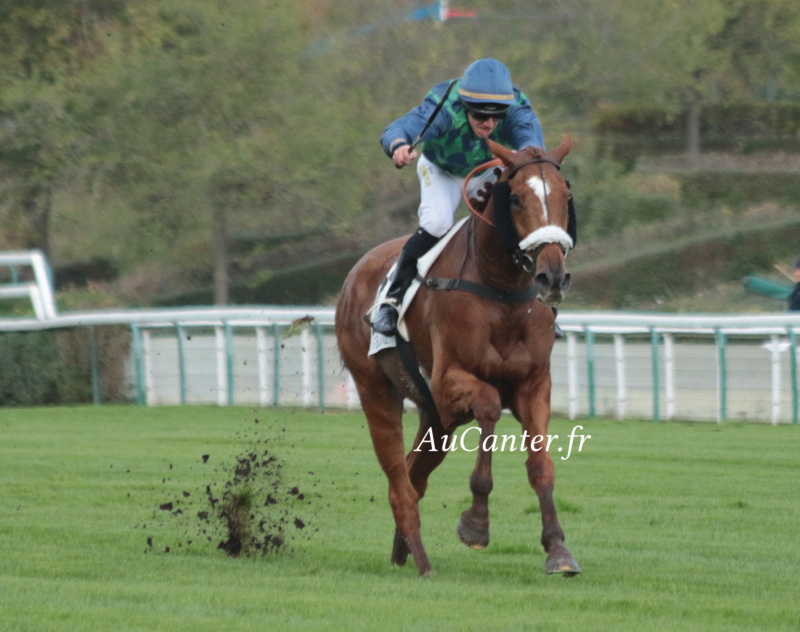 Grand Prix d'Automne 2021 (H., Gr.I, Auteuil) 6-11 : Galop Marin + photos 5j6a0714