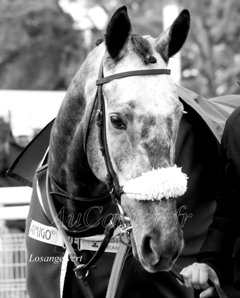 Photos Auteuil 25-02-2023 5j6a3919