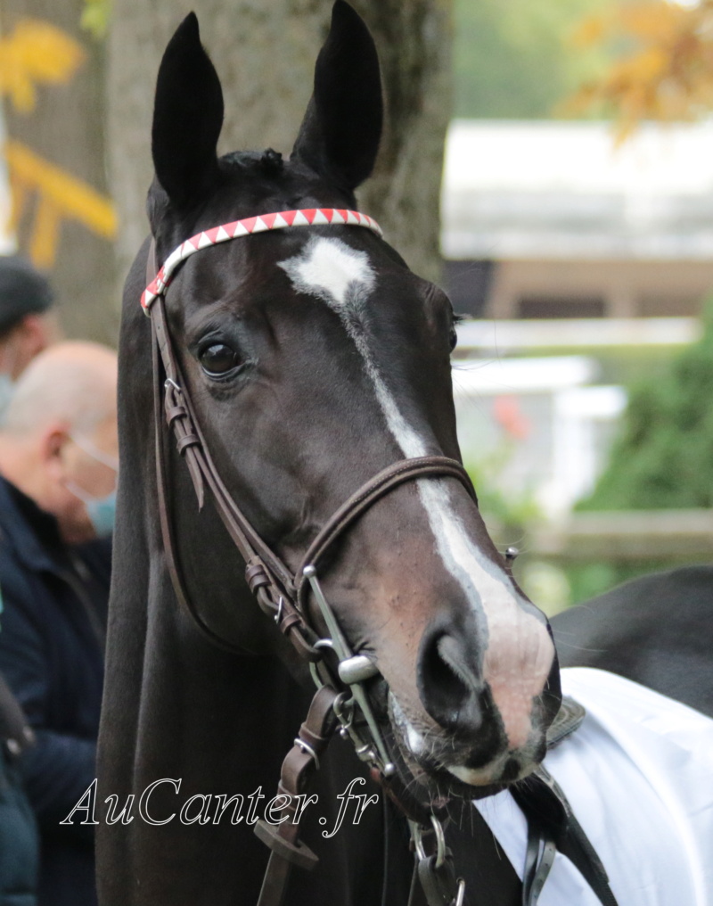 Photos Auteuil 17-10-2020 Gde Course de Haies 5j6a4612