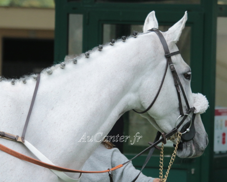 Photos Auteuil 17-10-2020 Gde Course de Haies 5j6a4731